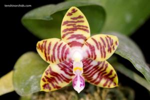 Phalaenopsis Jong's Ambotrana Cherry