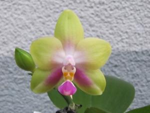 Phalaenopsis YangYang Pink Mary