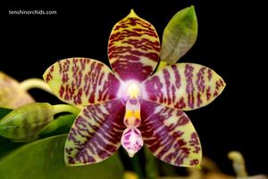 Phalaenopsis Golden Pride