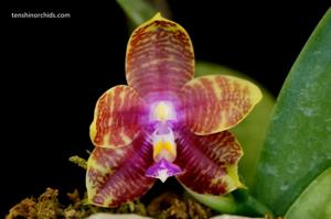 Phalaenopsis Yaphon Cousin