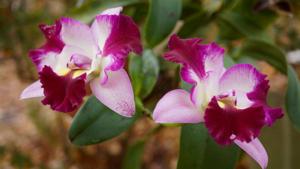 Cattleya Llory Ann