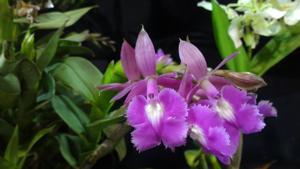 Epidendrum Michael Riley