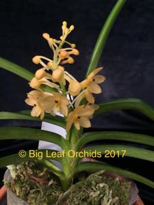 Vanda christensoniana-miniata