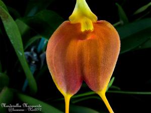 Masdevallia Marguerite