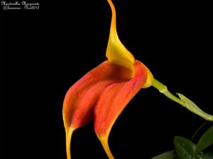 Masdevallia Marguerite