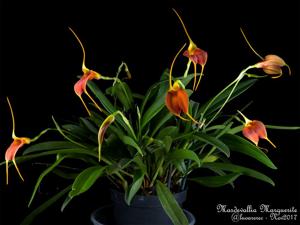 Masdevallia Marguerite