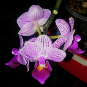 Phalaenopsis Sogo Vivien