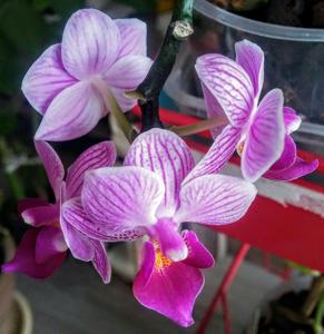 Phalaenopsis Sogo Vivien