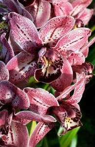 Cymbidium Betty Watt