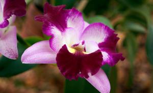 Cattleya Llory Ann