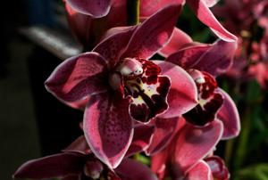 Cymbidium Betty Watt