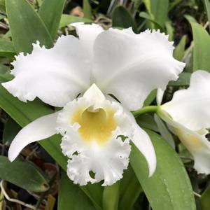 Cattleya General Patton