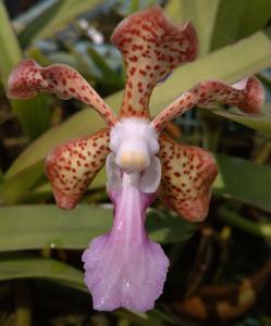 Vanda Susan Setiaputri