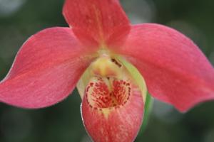 Phragmipedium Grouville-pearcei