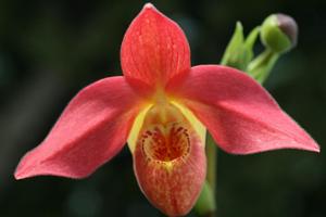 Phragmipedium Grouville-pearcei