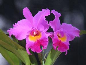 Rhyncholaeliocattleya Purple Passion