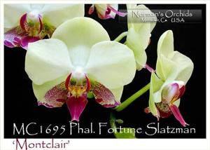 Phalaenopsis Fortune Saltzman