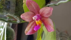 Phalaenopsis Conny's Jewel