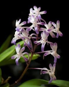 Vandachostylis Lou Sneary