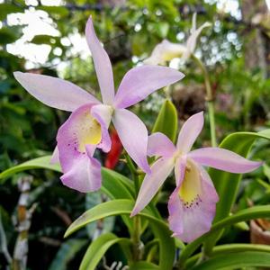 Brassocattleya Maile Hollinger