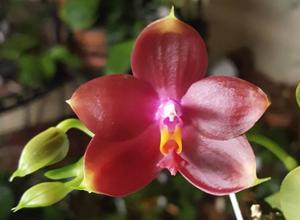 Phalaenopsis Mituo King Star