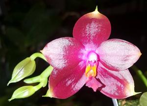 Phalaenopsis Mituo King Star