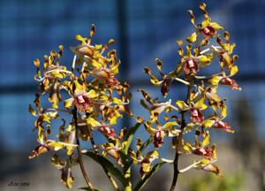 Dendrobium Budiono Lamtoro