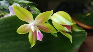 Phalaenopsis Chienlung Happy Conch