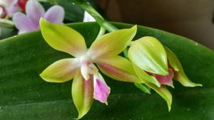 Phalaenopsis Chienlung Happy Conch