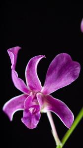 Dendrobium superbiens