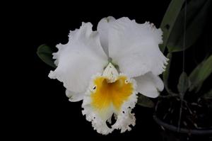 Cattleya Pornthip