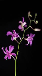 Dendrobium superbiens