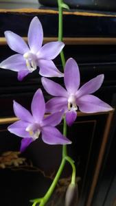 Phalaenopsis Purple Martin