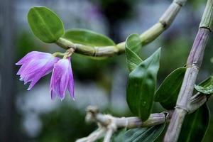 Dendrobium Kiat Tan