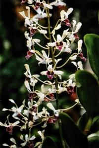 Dendrobium Ismail Alsagoff