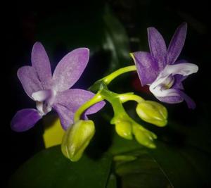 Phalaenopsis Purple Martin