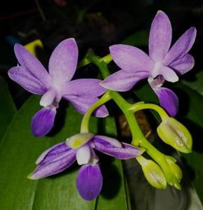 Phalaenopsis Purple Martin