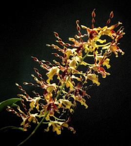 Dendrobium Memoria Thum Cheong Wai