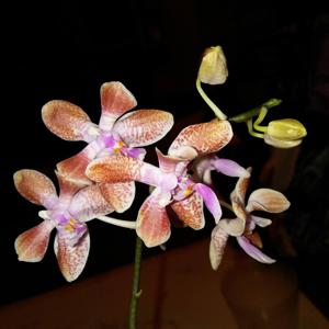 Phalaenopsis SIO's Celebes Sea