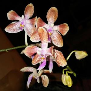 Phalaenopsis SIO's Celebes Sea