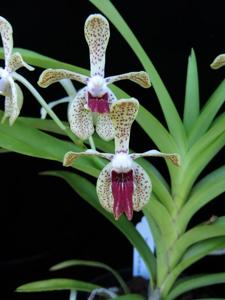 Vanda Paki
