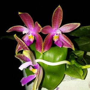 Phalaenopsis Corning's Violet