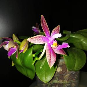 Phalaenopsis Corning's Violet