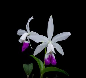 Cattleya Brazilian Star