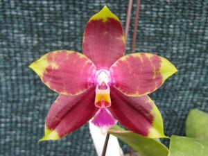 Phalaenopsis Ailiao Prince