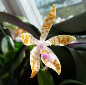 Phalaenopsis Li Sun High