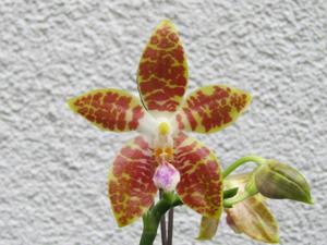 Phalaenopsis Oberhausen Smart