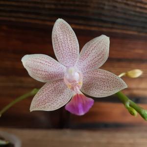 Phalaenopsis Tetrasambo-lindenii