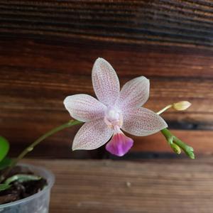 Phalaenopsis Tetrasambo-lindenii