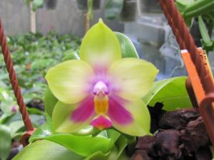 Phalaenopsis AL Redsun Queen